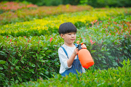 小男孩在植物从间使用喷水壶给植物浇水图片