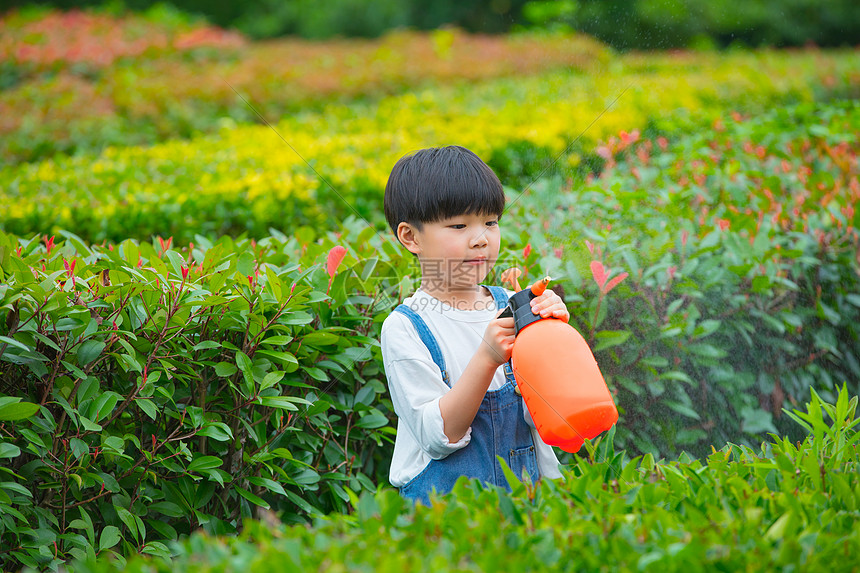 小男孩在植物从间使用喷水壶给植物浇水图片