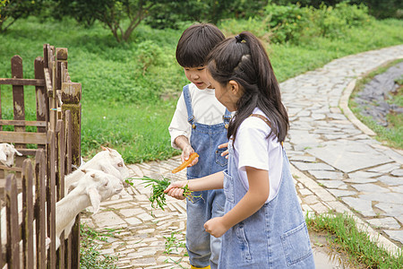 卖火柴的小女孩小男孩和小女孩农场喂动物背景