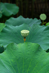 池塘里的荷花莲蓬图片