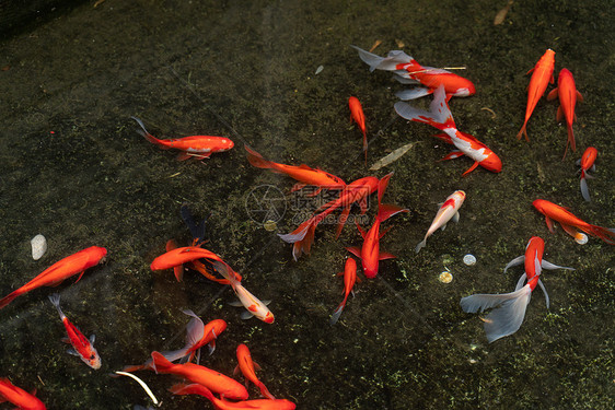 池塘里游泳的鲤鱼图片