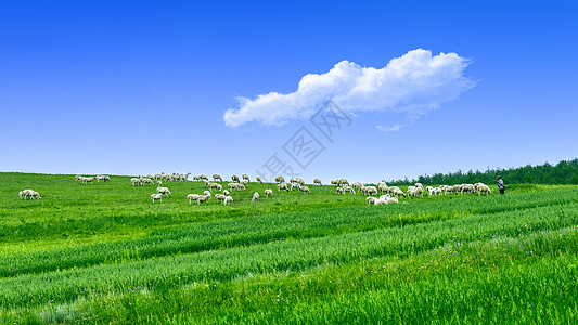 内蒙古草原牧场羊群背景图片