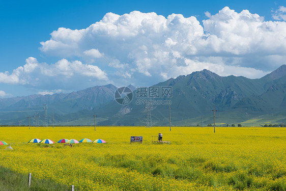 青海夏季的油菜花自然风光图片