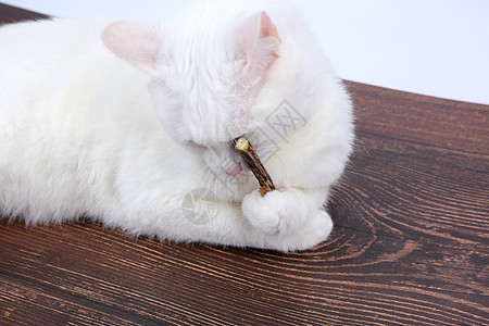 磨牙棒详情页宠物用品木天蓼棒猫用磨牙棒背景