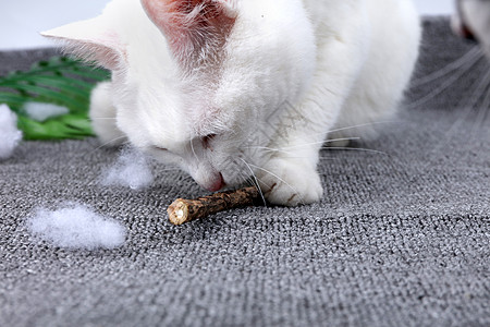 猫咪吃东西宠物用品木天蓼棒猫用磨牙棒背景