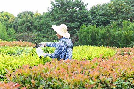 农场园丁给植物喷农药背景图片