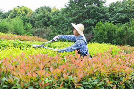 农夫工人修剪农场植物枝叶图片