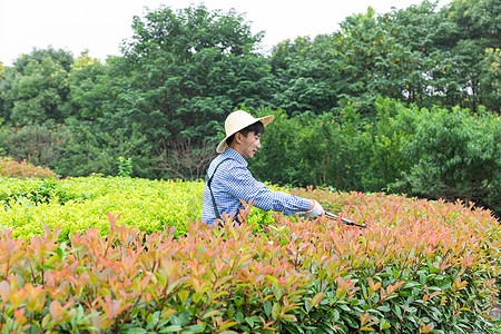 农夫工人修剪农场植物枝叶图片