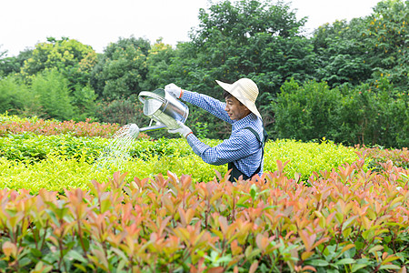 农场园丁提水桶为植物浇水图片