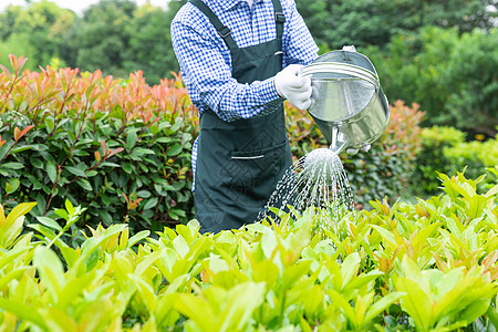 农场园丁提水桶为植物浇水背景图片