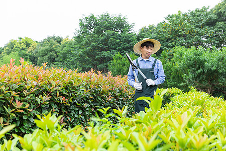 园丁工人修剪农场植物枝叶图片