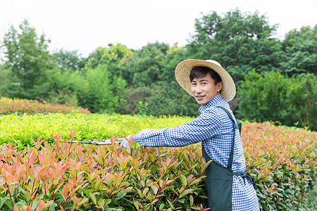 园丁工人修剪农场植物枝叶图片