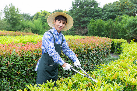 园丁工人修剪农场植物枝叶图片