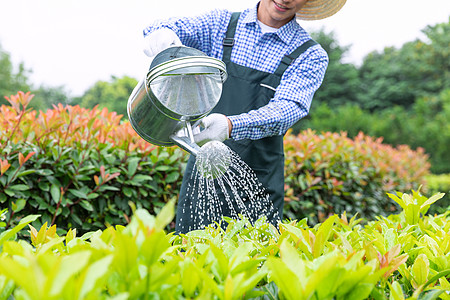 农场园丁提水桶为植物浇水图片