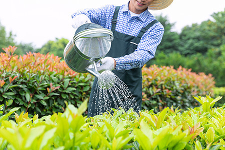农场园丁提水桶为植物浇水背景图片