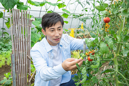 农夫蔬菜大棚培育小番茄图片