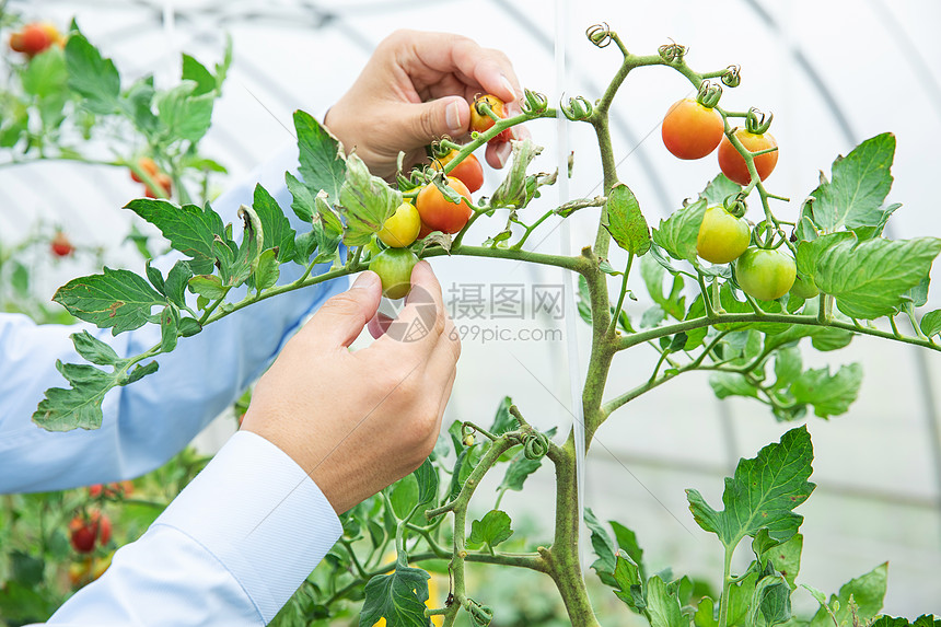 农夫采摘小番茄特写图片