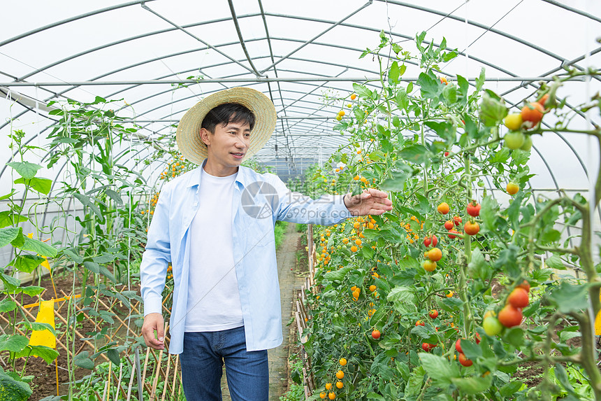 农夫蔬菜大棚培育小番茄图片