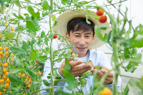 农夫蔬菜大棚培育小番茄图片