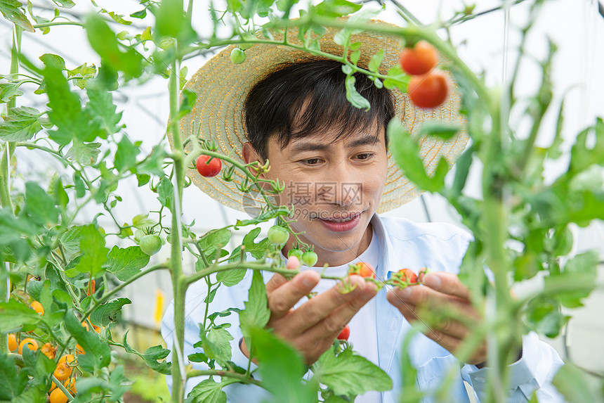 农夫蔬菜大棚培育小番茄图片