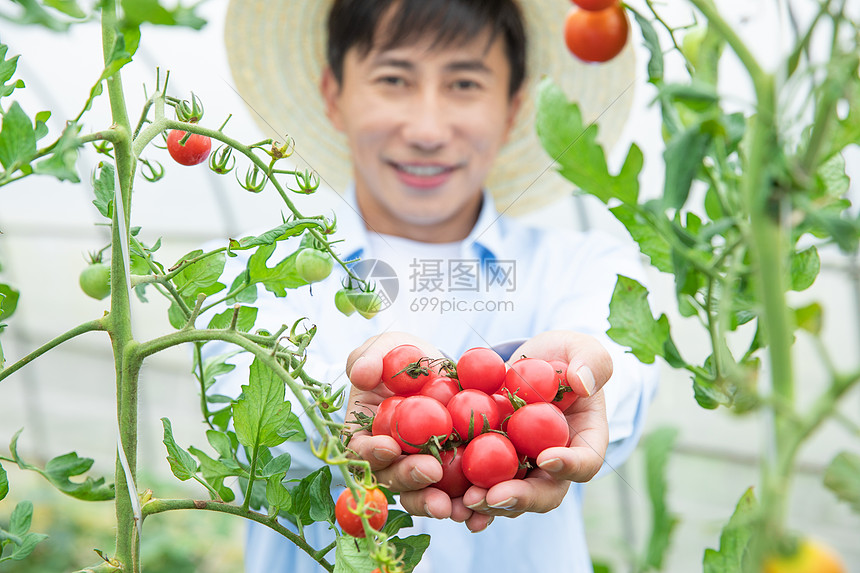 农民蔬菜大棚采摘圣女果图片