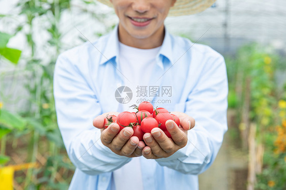农民蔬菜大棚手捧小番茄图片