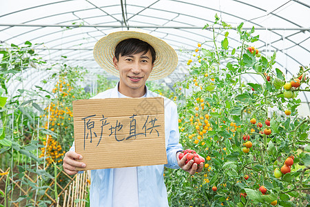 农民蔬菜大棚采摘西红柿图片