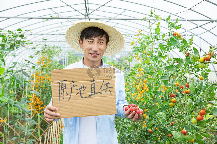 农民蔬菜大棚采摘西红柿图片