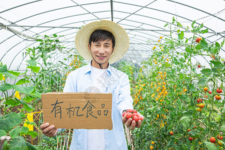 农民蔬菜大棚采摘蔬菜图片