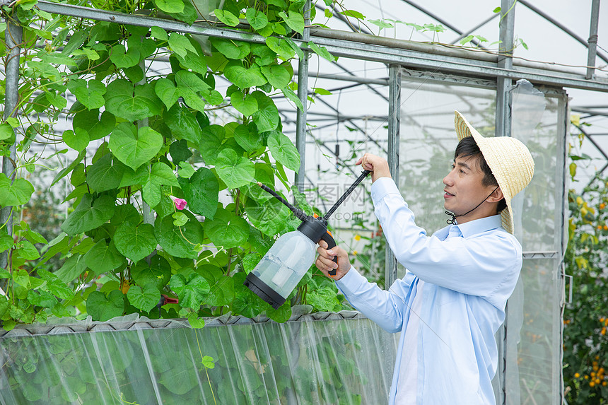 农夫给蔬菜大棚植物喷农药图片