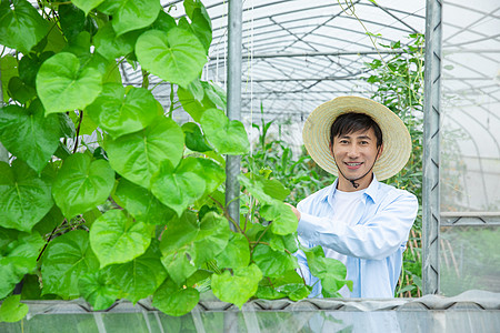 农夫给蔬菜大棚植物喷农药图片