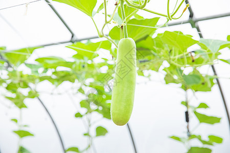 蔬菜种植大棚丝瓜特写图片