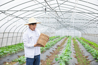 蔬菜大棚农夫挂麻绳图片