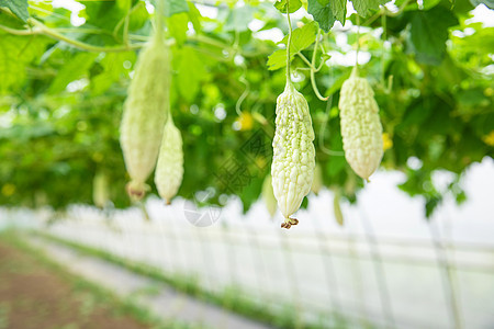 蔬菜种植大棚苦瓜特写图片