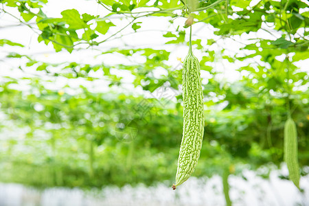 蔬菜种植大棚苦瓜特写图片