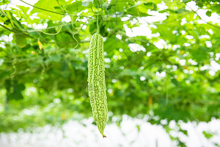 蔬菜种植大棚苦瓜特写图片