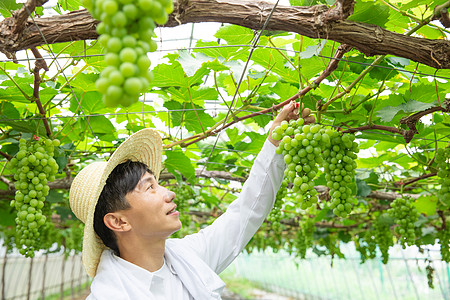 手拿葡萄男性果农果园大棚采摘葡萄背景