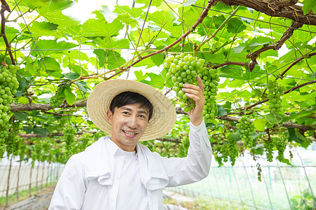 手拿葡萄男性果农果园大棚采摘葡萄背景