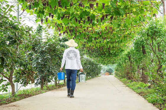 水果种植园里的果农手拎水桶背影图片