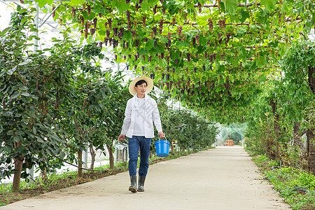 水果种植园里的果农手拎水桶图片