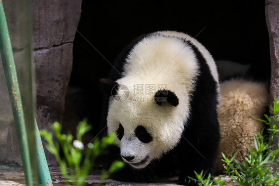 中国国宝大熊猫图片