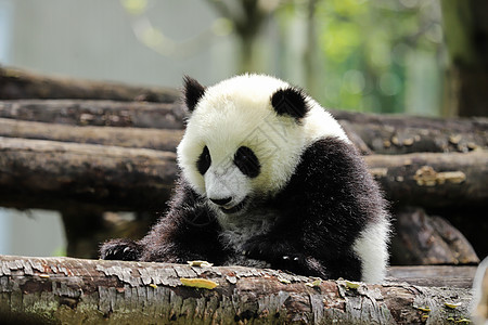 可爱的中国国宝大熊猫图片