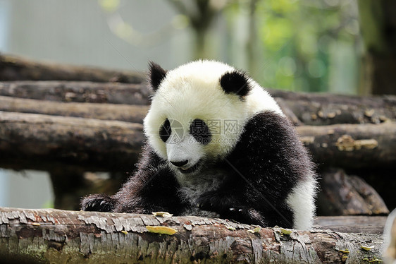 可爱的中国国宝大熊猫图片