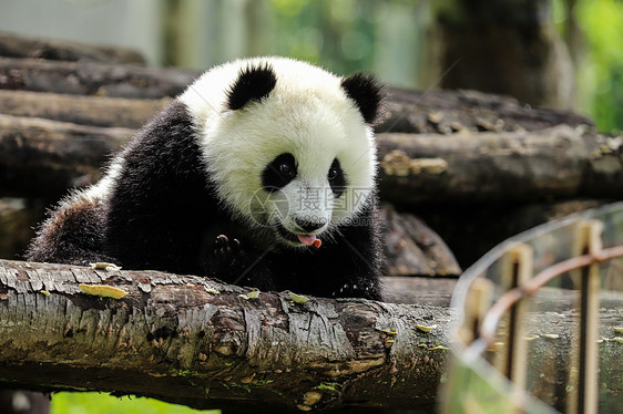 可爱的中国国宝大熊猫图片