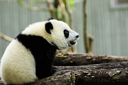 可爱的国宝大熊猫中国高清图片素材