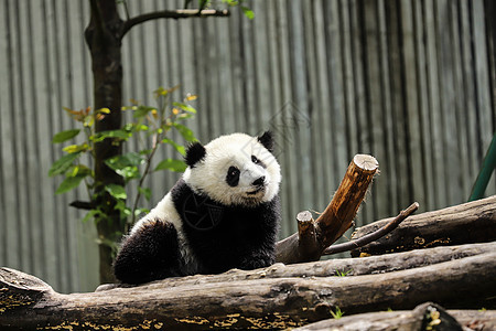 可爱的国宝大熊猫大熊猫基地高清图片素材