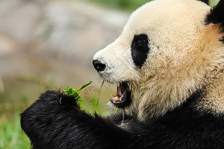 中国国宝大熊猫吃竹子特写图片