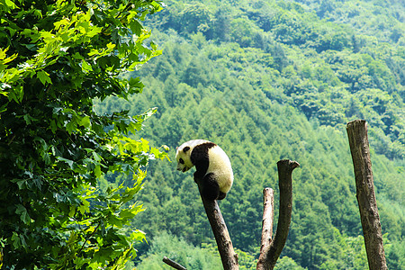保护区中国国宝大熊猫爬树背景
