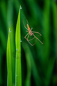 稻田蜘蛛图片