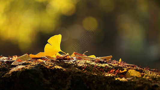 腾冲银杏村秋天的黄叶背景图片